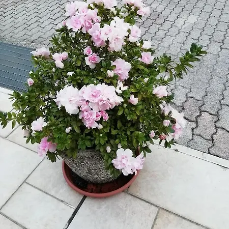 Cristina